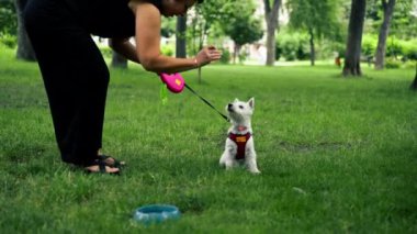 Yazın parkta yürürken koyu saçlı bir sahibi çimlerin üzerinde oturuyor ve favori West Highland Terrier köpeğiyle oynuyor.