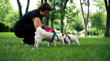 Yazın parkta yürürken, koyu saçlı bir sahibi çimlerin üzerinde oturuyor. West Highland Terrier ve Maltese 'li favori bir köpekle oynuyor.