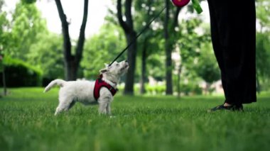 Yazın parkta yürürken, koyu saçlı bir sahibi çimlerin üzerinde oturuyor. West Highland Terrier ve Maltese 'li favori bir köpekle oynuyor.