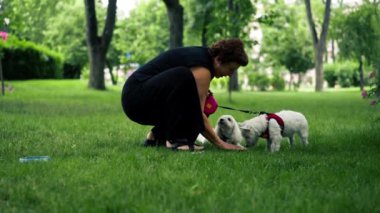 Yazın parkta yürürken, koyu saçlı bir sahibi çimlerin üzerinde oturuyor. West Highland Terrier ve Maltese 'li favori bir köpekle oynuyor.