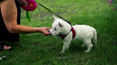 Yazın yakın plan, parkta yürürken koyu saçlı bir sahibi çimlerin üzerinde oturuyor. Batı Highland Teriyeri 'yle oynuyor ve Malta' lı bir köpeğin en sevdiği evcil hayvanla oynuyor.