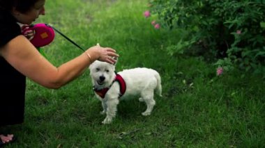 Yazın, parkta yürürken, çimenlerde oturan koyu renk saçlı bir köpek sahibi West Highland Terrier 'ın en sevdiği evcil hayvanlarıyla oynuyor.