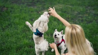 Yaz aylarında parkta yürüyüş yapan sarışın bir ev hanımı Batı Highland Teriyeri ve en sevdiği köpeğiyle çimenlerde oturuyor.