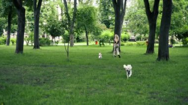 Yazın parkta yürürken, sarışın sahibi West Highland Terrier ve en sevdiği köpeğiyle oynar.