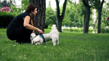 Yazın parkta yürürken, koyu saçlı sahibi, West Highland Terrier 'ı ve sevdiği oyuncaklarıyla oynar ve diğer köpek severlerle iletişim kurar.