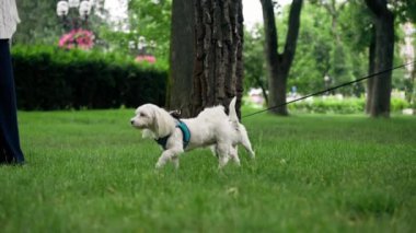 Yaz mevsiminde, sahibinin Batı Highland Teriyeri ve sevgili evcil hayvanıyla oynadığı bir yürüyüşte diğer köpek severler ve köpeklerle iletişim kuruyordu.