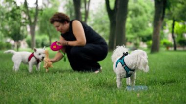 Yazın parkta, koyu renk saçlı sahibinin West Highland Terrier 'la oynadığı yürüyüş sırasında Malta köpeği içme suyu.
