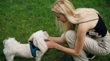 Yeşil bir çayırda Maltese 'i yakın plan süs köpeği genç ve güzel bir kızın ellerinde zevk için yalvarıyor.