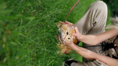 Parkta yeşil bir çayırda dikey görüntü, mavi bir taşıyıcı yürüyor, kırmızı tüylü bir kedi yürüyor, doğayı tanımaya çalışıyor, korkmuş bir kedi, sahibi denemeye çalışıyor, yakınlarda yürüyor.