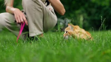 Yazın yeşil bir çayırdaki parkta, mavi bir taşıyıcı yürüyor, kırmızı tüylü bir kedi yürüyor, doğayı tanımaya çalışıyor, korkmuş bir kedi, sahibi denemeye çalışıyor, yakınlarda yürüyor.