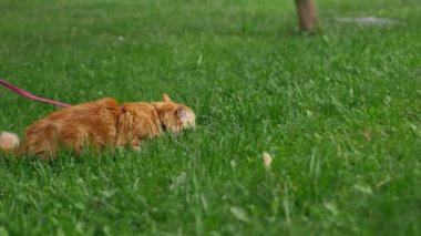 Yazın bir parkta yeşil bir çayırda, kırmızı tüylü bir kedi, yumuşak mavi bir taşıyıcının yanında pembe bir tasma üzerinde oturuyor, doğayı tanımaya çalışıyor, korkmuş bir kedi.