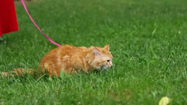Yazın bir parkta yeşil bir çayırda, kırmızı tüylü bir kedi, yumuşak mavi bir taşıyıcının yanında pembe bir tasma üzerinde oturuyor, doğayı tanımaya çalışıyor, korkmuş bir kedi.