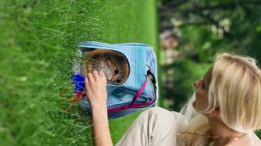 Yazın yeşil bir çayırdaki parkta dikey bir video. Kırmızı tüylü bir kedi yumuşak mavi bir taşıyıcıda oturuyor. Doğayla içli dışlı olmuş bir kedi.