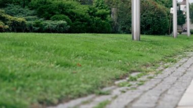 Kentsel yaz manzarası şehir merkezi otel bahçesi düşünceli manzara bakımlı çimler ve kozalaklı ağaçlar bitki örtüsü ekti.