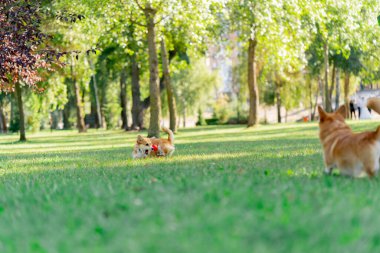 Bahçedeki parkta iki genç korgi çimenlerde koşan kırmızı bir topla oynuyorlar favori evcil hayvanlarla yürüyorlar köpeklerin dostluğu mutlu yaz hayvanları.