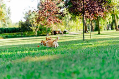Bahçedeki parkta iki genç korgi çimenlerde koşan kırmızı bir topla oynuyorlar favori evcil hayvanlarla yürüyorlar köpeklerin dostluğu mutlu yaz hayvanları.