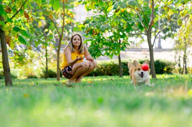 Bahçedeki parkta iki genç Corgi sarı tişörtlü sahibiyle oynaşıyor. Bahçede koşuyor, favori evcil hayvanları kırmızı bir top atıyor.