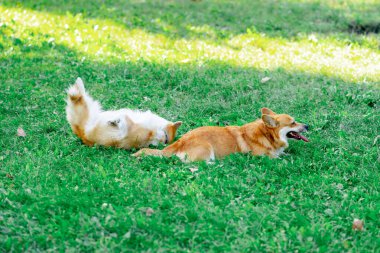 Çimenlikteki parkta iki genç Corgi yerde salınıyor dinleniyor çimenlerde koşuyor favori evcil hayvanları yürüyor köpeklerin dostluğu mutlu yaz hayvanları