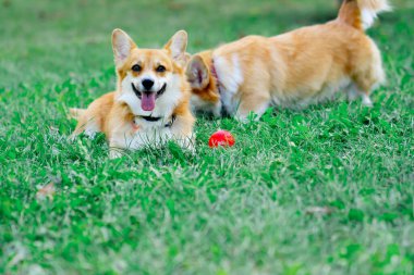 Bahçedeki parkta iki genç korgi kırmızı bir topla oynuyorlar yerde sallanıyorlar çimenlerde dinleniyorlar evcil hayvanlarla yürüyorlar mutlu yaz köpekleri arkadaşlığı