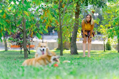 Bahçedeki parkta iki genç Corgi sarı tişörtlü ev sahibiyle oynaşıyor. Bahçede koşuşturup en sevdikleri hayvanları gezdiriyorlar.