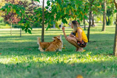 Bahçedeki parkta iki genç Corgi sarı tişörtlü ev sahibiyle oynaşıyor. Bahçede koşuşturup en sevdikleri hayvanları gezdiriyorlar.