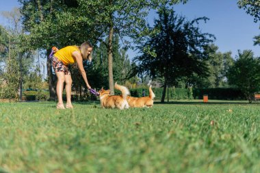 Bahçedeki parkta iki genç Corgi sarı tişörtlü ev sahibiyle oynaşıyor. Bahçede koşuşturup en sevdikleri hayvanları gezdiriyorlar.