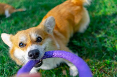 Bahçedeki parkta iki genç Corgi bahçede mor yüzükle oynuyorlar evcil hayvanları gezdiriyorlar köpeklerin dostluğu mutlu yaz hayvanları.