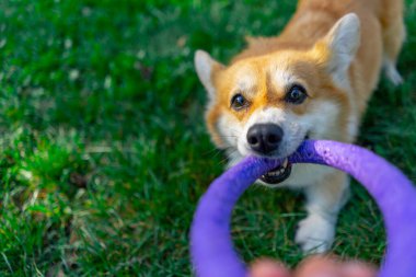 Kırmızı Corgi ağızlık yakın plan. Dişleriyle kameraya bakıyor. Mor daire oyuncağı.