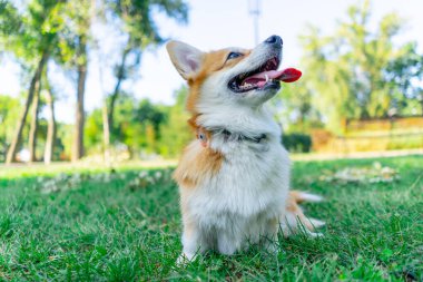 Parkta çimenlikte iki genç Corgi koşuyor bahçede yürüyorlar favori evcil hayvanlarını gezdiriyorlar mutlu yaz hayvanlarını dinliyorlar sahibini.