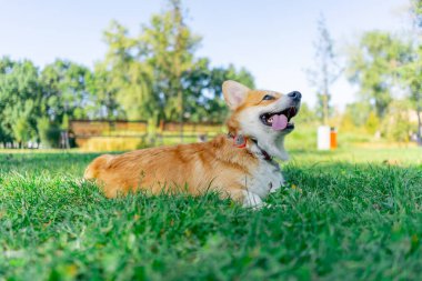 Parkta çimenlikte iki genç Corgi koşuyor bahçede yürüyorlar favori evcil hayvanlarını gezdiriyorlar mutlu yaz hayvanlarını dinliyorlar sahibini.