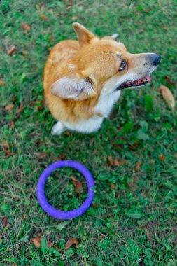Bahçedeki parkta iki genç Corgi bahçede mor yüzükle oynuyorlar evcil hayvanları gezdiriyorlar köpeklerin dostluğu mutlu yaz hayvanları.