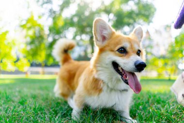 Parkta çimenlikte iki genç Corgi koşuyor bahçede yürüyorlar favori evcil hayvanlarını gezdiriyorlar mutlu yaz hayvanlarını dinliyorlar sahibini.