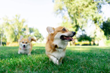 Parkta çimenlikte iki genç Corgi koşuyor bahçede yürüyorlar favori evcil hayvanlarını gezdiriyorlar mutlu yaz hayvanlarını dinliyorlar sahibini.