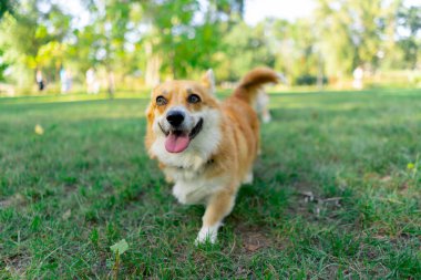 Parkta çimenlikte genç Corgi oynuyordu. Bahçede koşuyordu. Evcil hayvanları gezdiriyordu.