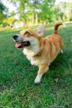 Parkta çimenlikte genç Corgi oynuyordu. Bahçede koşuyordu. Evcil hayvanları gezdiriyordu.