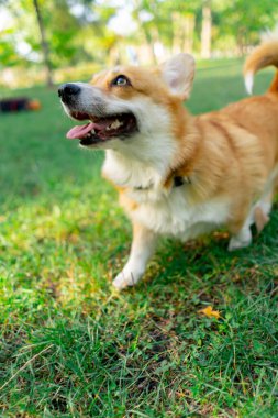 Parkta çimenlikte genç Corgi oynuyordu. Bahçede koşuyordu. Evcil hayvanları gezdiriyordu.
