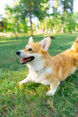 Parkta çimenlikte genç Corgi oynuyordu. Bahçede koşuyordu. Evcil hayvanları gezdiriyordu.