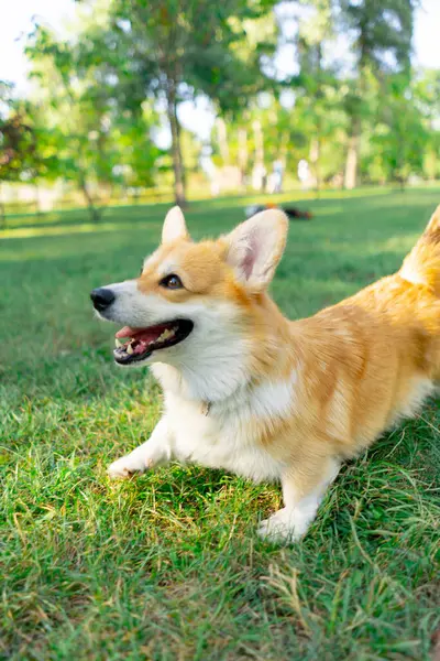 Parkta çimenlikte genç Corgi oynuyordu. Bahçede koşuyordu. Evcil hayvanları gezdiriyordu.