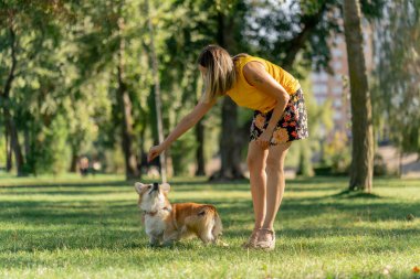 Bahçedeki parkta iki genç Corgi sarı bir tişört giyip ev sahibiyle oynaşıyor ve en sevilen evcil köpekleri eğitiyor.