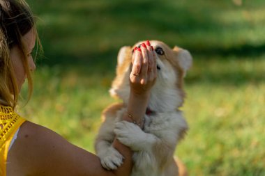 Bahçedeki parkta iki genç Corgi, sarı tişörtlü ev sahibiyle oynaşıyor ve evcil hayvanları eğitiyor.