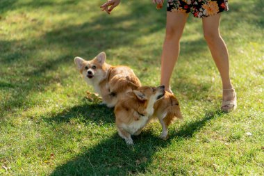 Bahçedeki parkı kapatın. İki genç Corgi sarı tişörtlü ev sahibiyle oynaşıyor. İtaatkar köpekleri gezdiriyorlar.