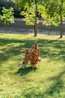 Bahçedeki parkta, iki genç Corgi sarı tişörtlü ev sahibiyle oynaşıyor. İtaatkar köpekleri eğitiyor.