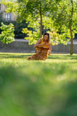 Bahçedeki parkta, iki genç Corgi sarı tişörtlü ev sahibiyle oynaşıyor. İtaatkar köpekleri eğitiyor.