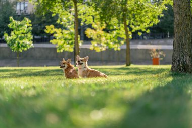 Çimenlikteki parkta iki genç Corgi koşuyor bahçede koşuyor favori evcil hayvanlarını gezdiriyor mutlu yaz hayvanları dostluğu