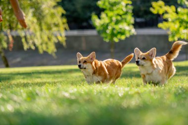 Çimenlikteki parkta iki genç Corgi koşuyor bahçede koşuyor favori evcil hayvanlarını gezdiriyor mutlu yaz hayvanları dostluğu