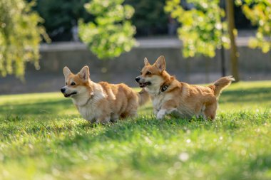 Çimenlikteki parkta iki genç Corgi koşuyor bahçede koşuyor favori evcil hayvanlarını gezdiriyor mutlu yaz hayvanları dostluğu