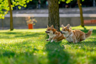 Çimenlikteki parkta iki genç Corgi koşuyor bahçede koşuyor favori evcil hayvanlarını gezdiriyor mutlu yaz hayvanları dostluğu