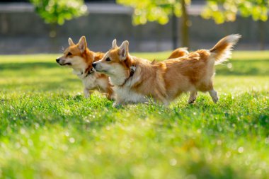 Çimenlikteki parkta iki genç Corgi koşuyor bahçede koşuyor favori evcil hayvanlarını gezdiriyor mutlu yaz hayvanları dostluğu