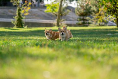 Çimenlikteki parkta iki genç Corgi koşuyor bahçede koşuyor favori evcil hayvanlarını gezdiriyor mutlu yaz hayvanları dostluğu