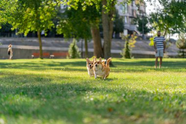 Çimenlikteki parkta iki genç Corgi koşuyor bahçede koşuyor favori evcil hayvanlarını gezdiriyor köpeklerin dostluğu mutlu yazlık hayvanları seyrediyor